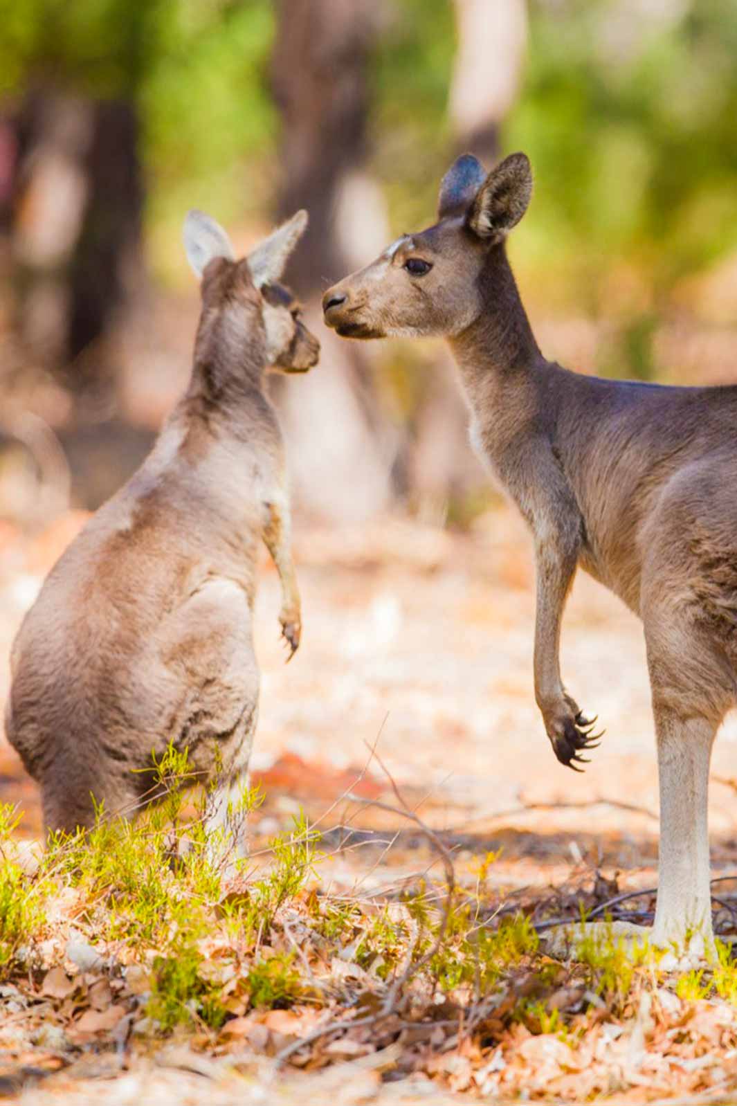 Help support the wildlife like the adorable Kangaroos and Koalas in Australia and donate to the Australian Zoo Wildlife Hospital.