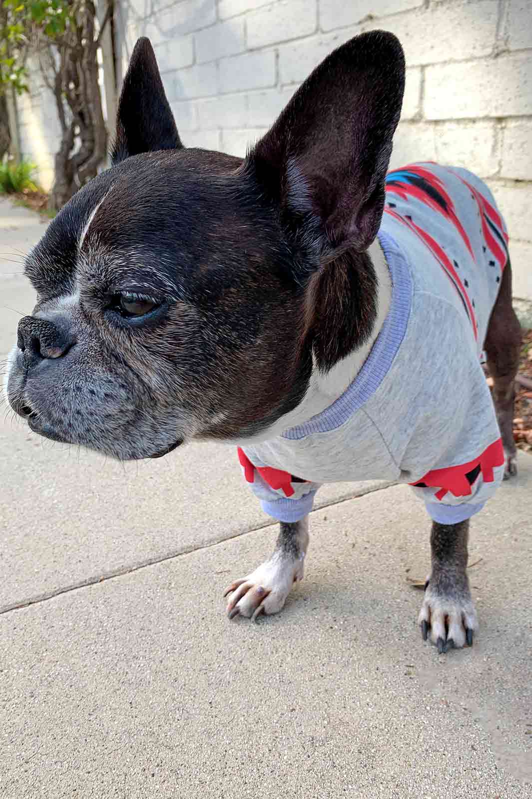 Dilla, French Bulldog and Boston Terrier Mix, wearing the Southwestern Dog Sweater in Gray from online dog clothing store they made me wear it.