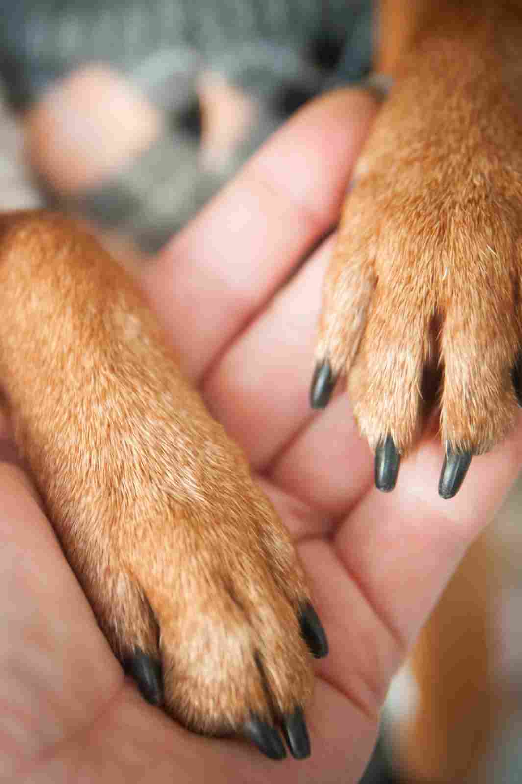 Dog Parent holding their pup's paws for National Pet Memorial Day 2020.