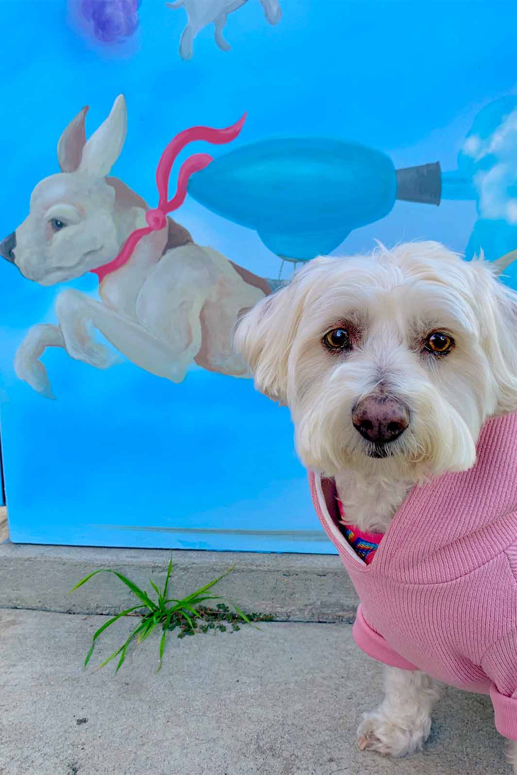 Willow, Bichon Frise, Maltese and Havanese mix, admiring Dogs in Flight street mural by artist Laurah Grijalva part of the the Burbank Arts Council beautification program.