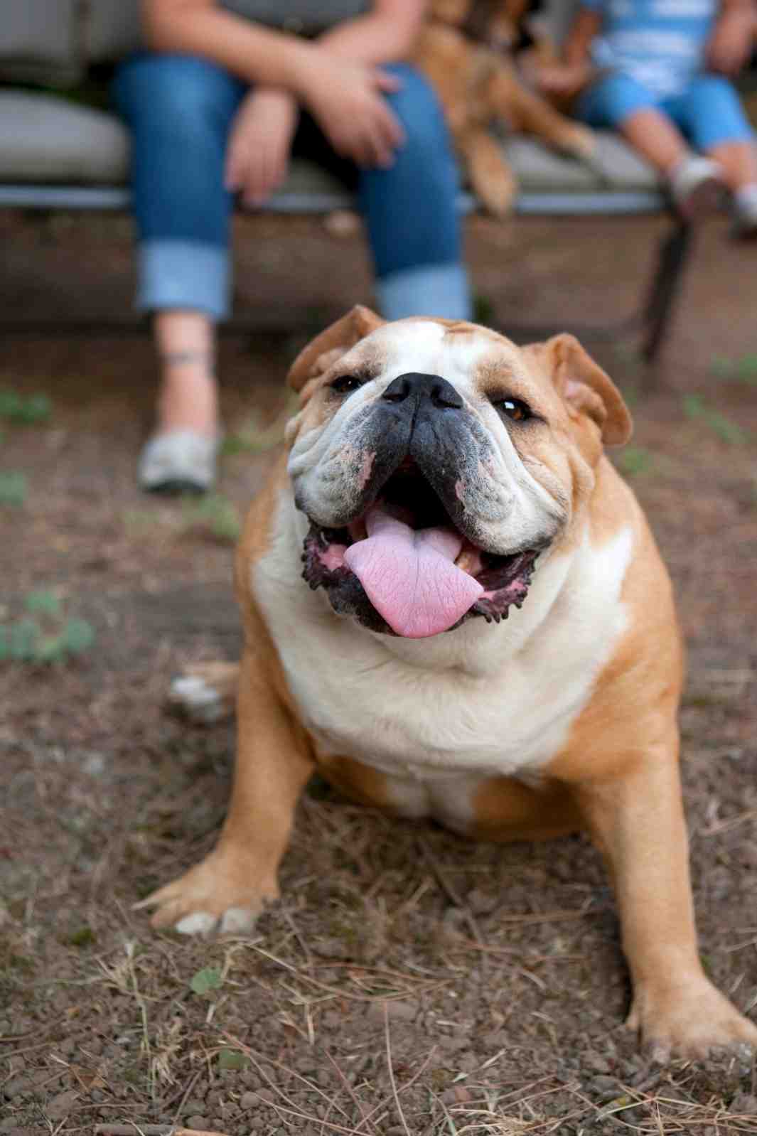 Adorable English Bulldog with tongue out celebrating International Dog Day.