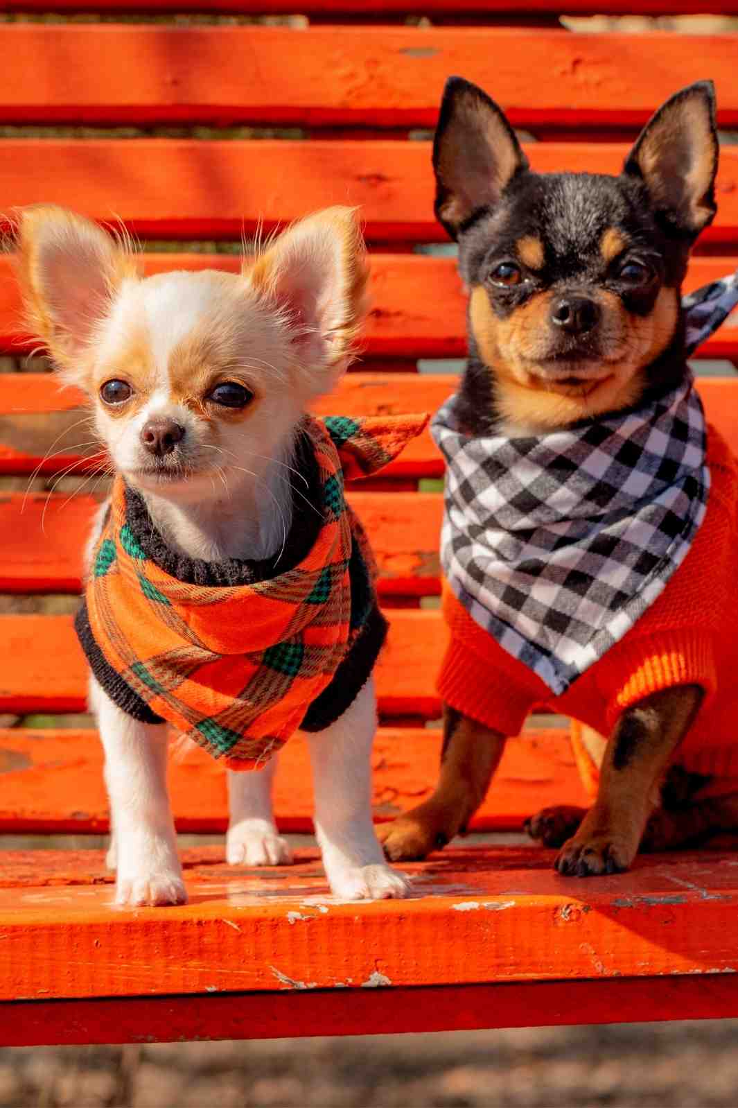 Two beautiful chihuahuas dressed in warm fall sweaters and ready to celebrate Halloween.