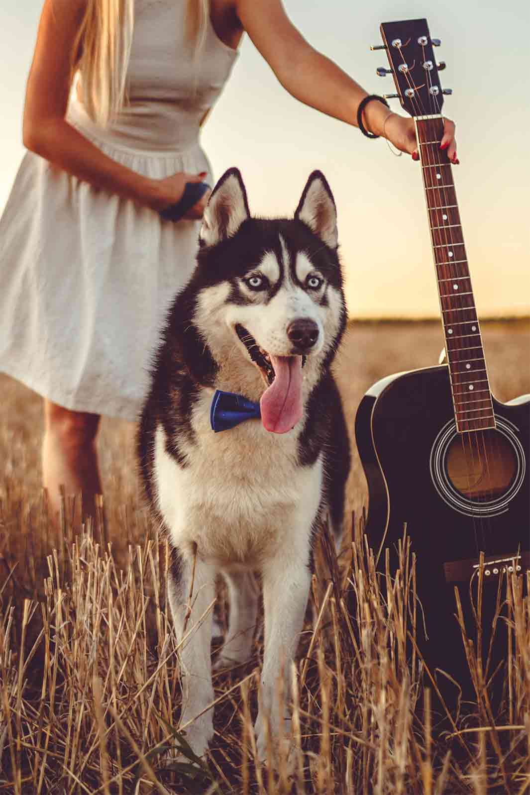 Adorable husky with tongue out next to a guitar. Do dogs like music?