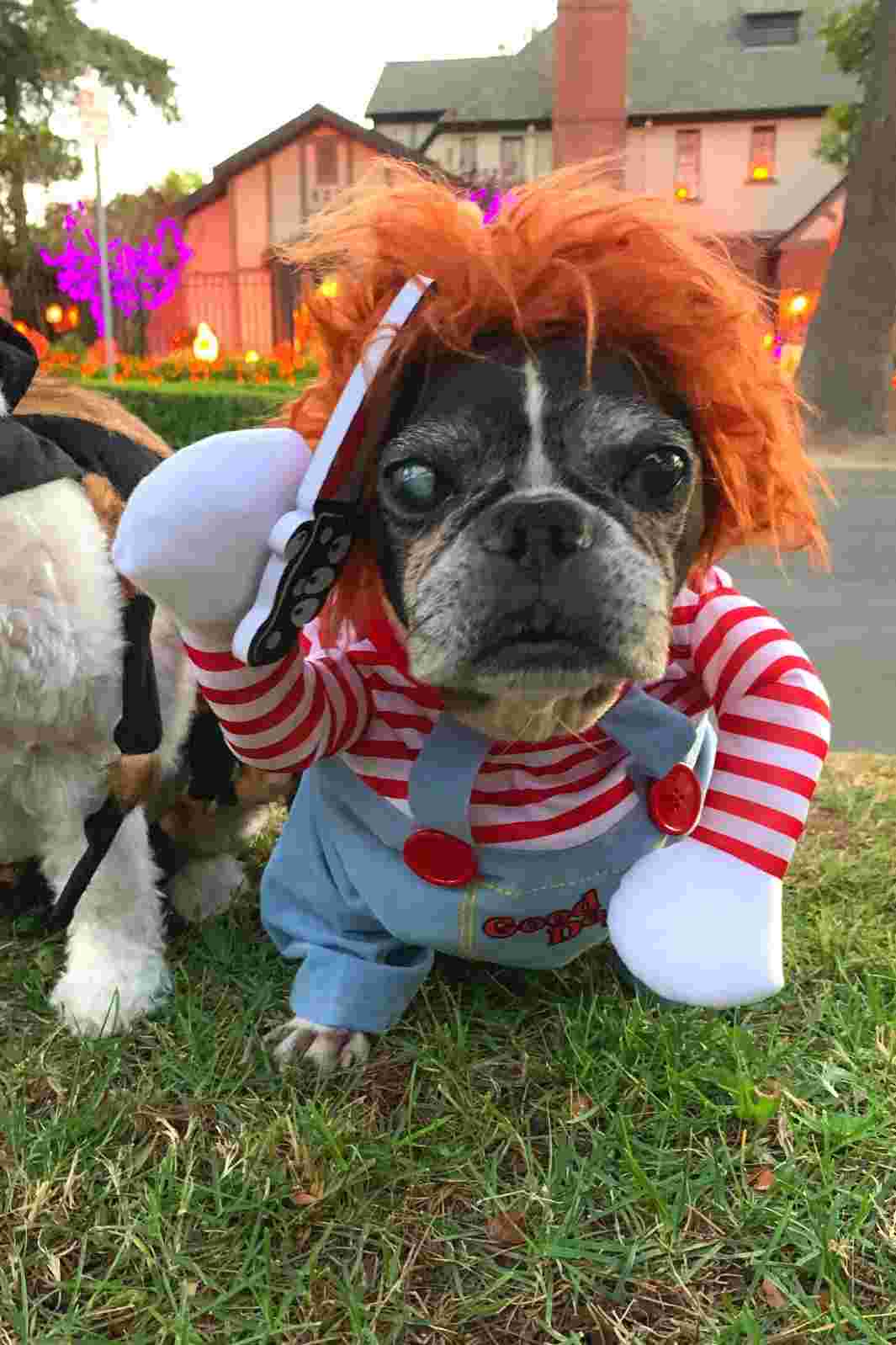 Dilla, French Bulldog and Boston Terrier Mix wearing the Chucky Doll, Deadly Killer Halloween Dog Costume from they made me wear it.