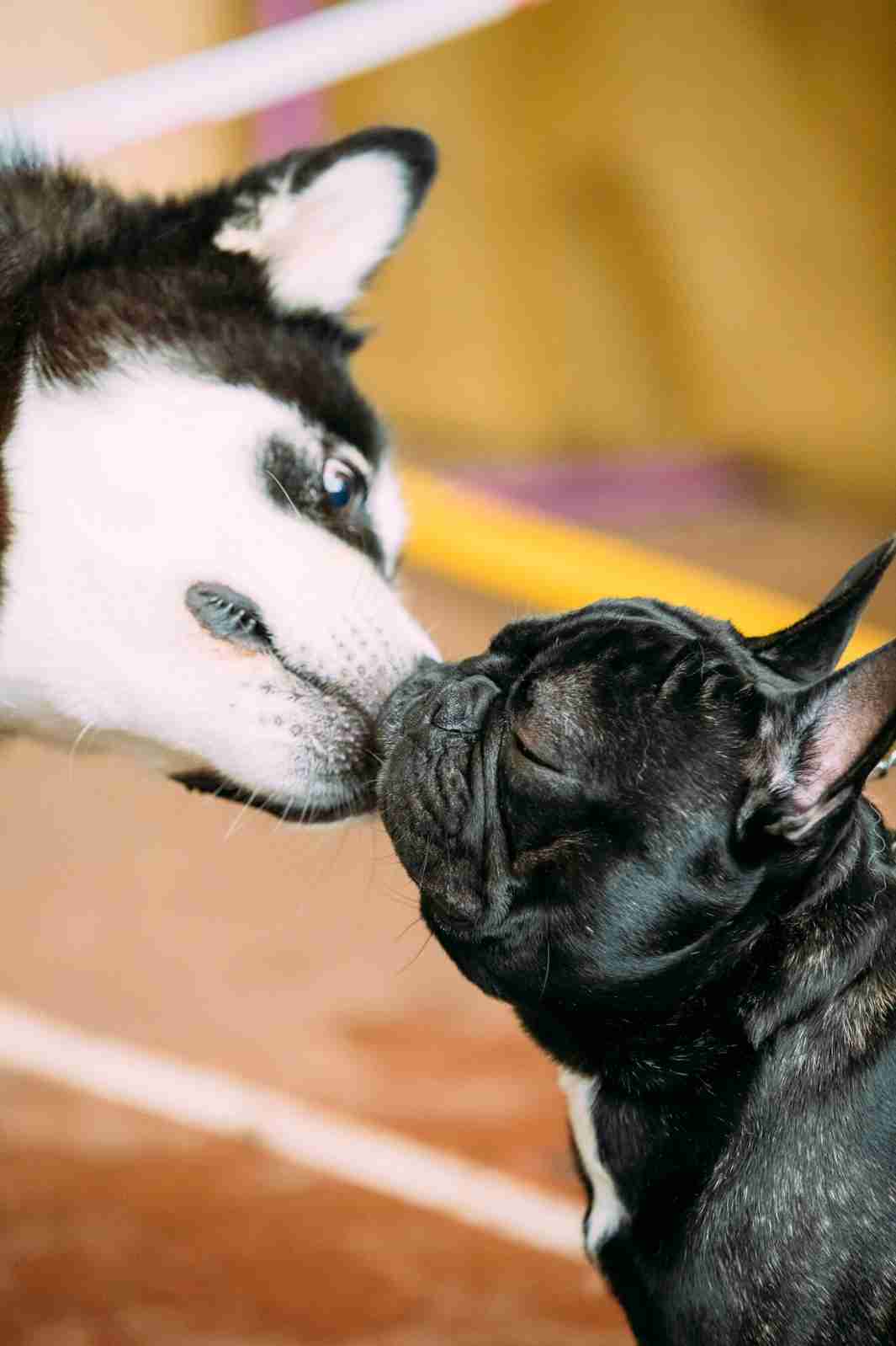 Discover 9 Most Popular Dog Breeds of 2021. Adorable large Husky and small French Bulldog kissing each other.