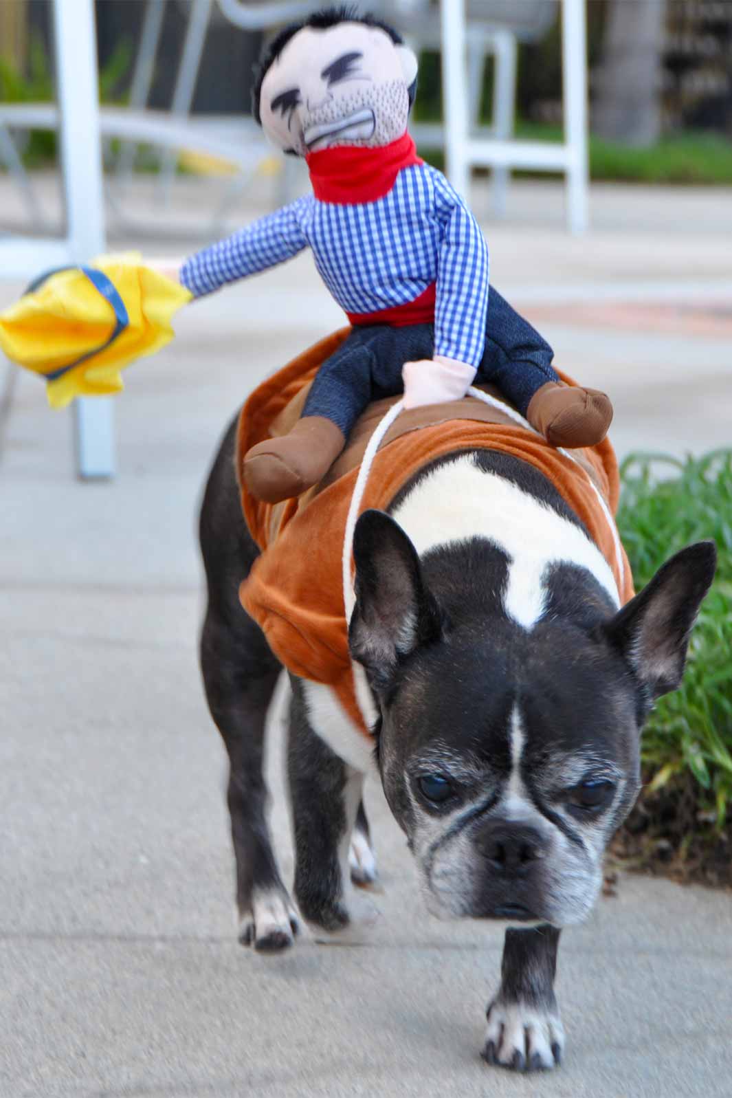 Dilla, French Bulldog Dog and Boston Terrier mix, wearing his favorite dog costume Ride 'Em Cowboy Dog Costume from online dog costume shop they made me wear it.