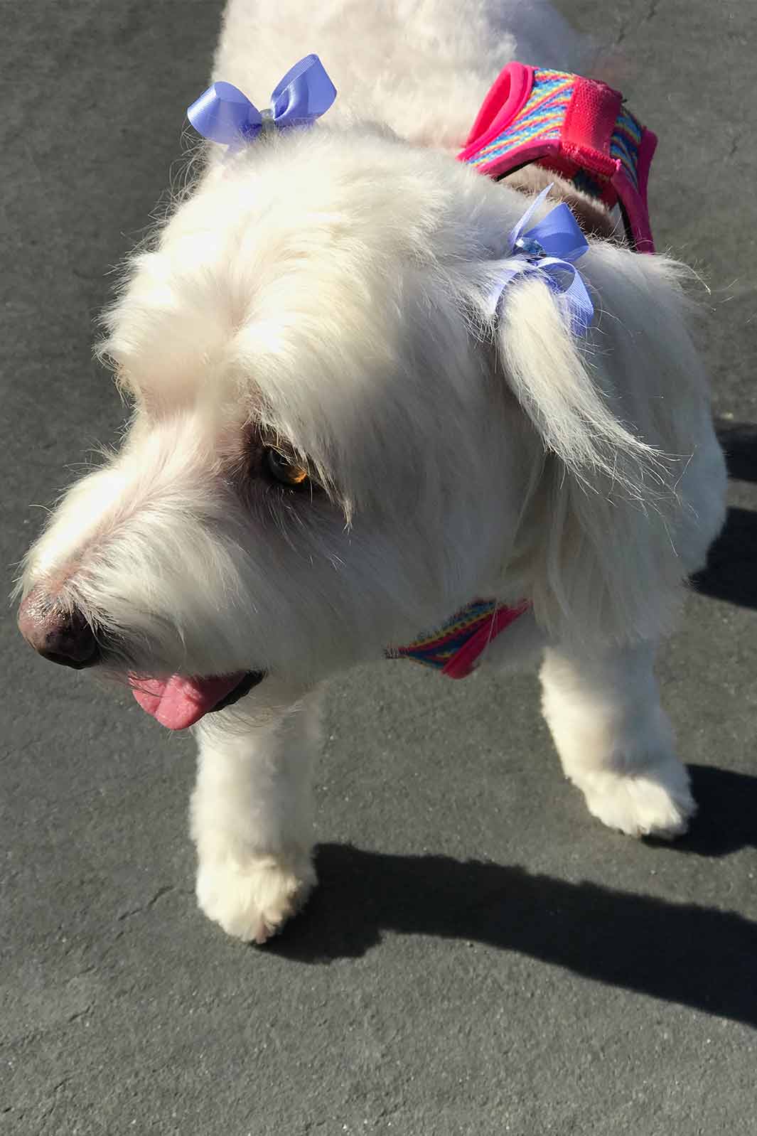 Willow, Bichon Frise, Maltese and Havanese mix, with pretty brown eyes wearing Zee Dog Shock Absorbing Leash & Harness and Purple Hair Bows.