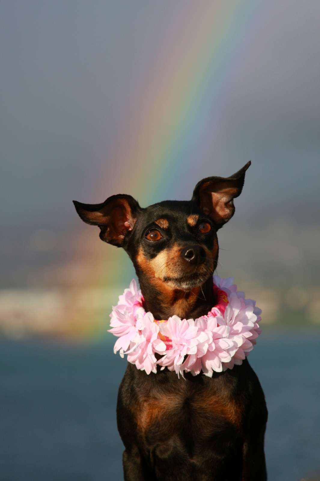 Beautiful miniature pinscher wearing a lei, sitting on a beach with a rainbow behind them. Celebrate Rainbow Bridge Remembrance Day August 28.