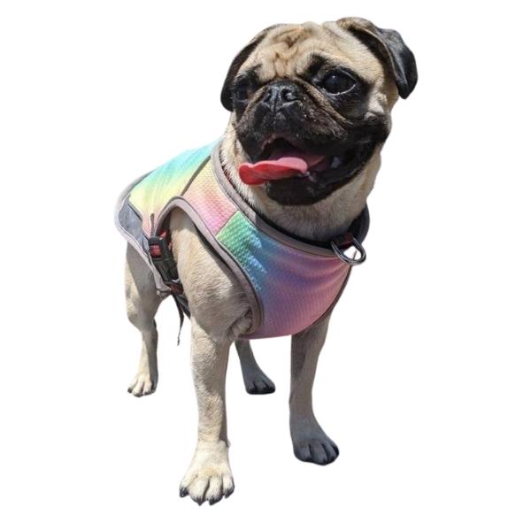 Pug smiling with tongue out, wearing the Iridescent Gray Dog Cooling Vest from online dog clothing storey they made me wear it.