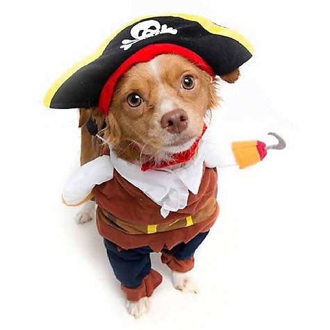 Shopping for the Perfect Small Dog Costume