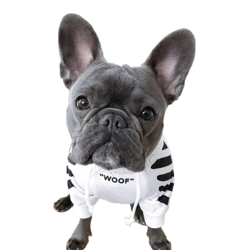 Dog Hoodies: Everything You Need to Know Before You Buy!