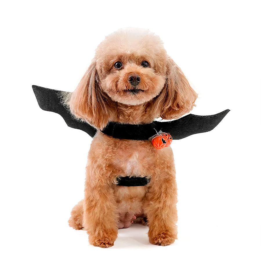 Toy Poodle wearing the an adorable Bat Wing Halloween Dog Costume.