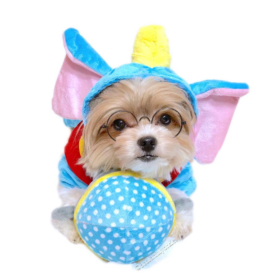 Tips on Choosing a Small Dog Costume