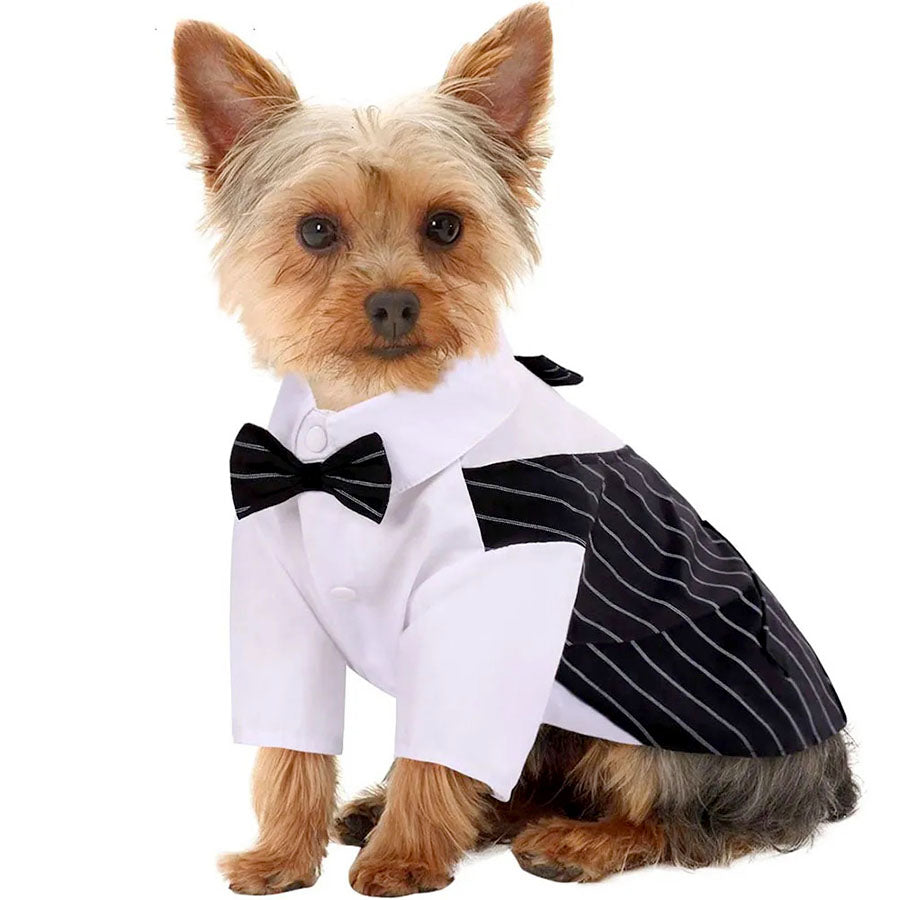Yorkshire Terrier wearing the Crisp White Dog Dress Shirt with Bow Tie from online dog clothing store.