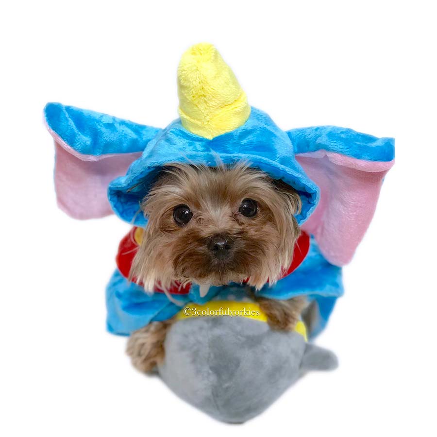 Guide to Finding a Small Dog Costume