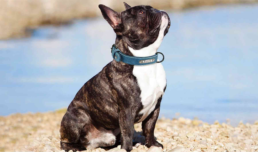 French Bulldog wearing the Steel Blue Personalized Leather Dog Collar & Leash Set from online dog clothing store they made me wear it.