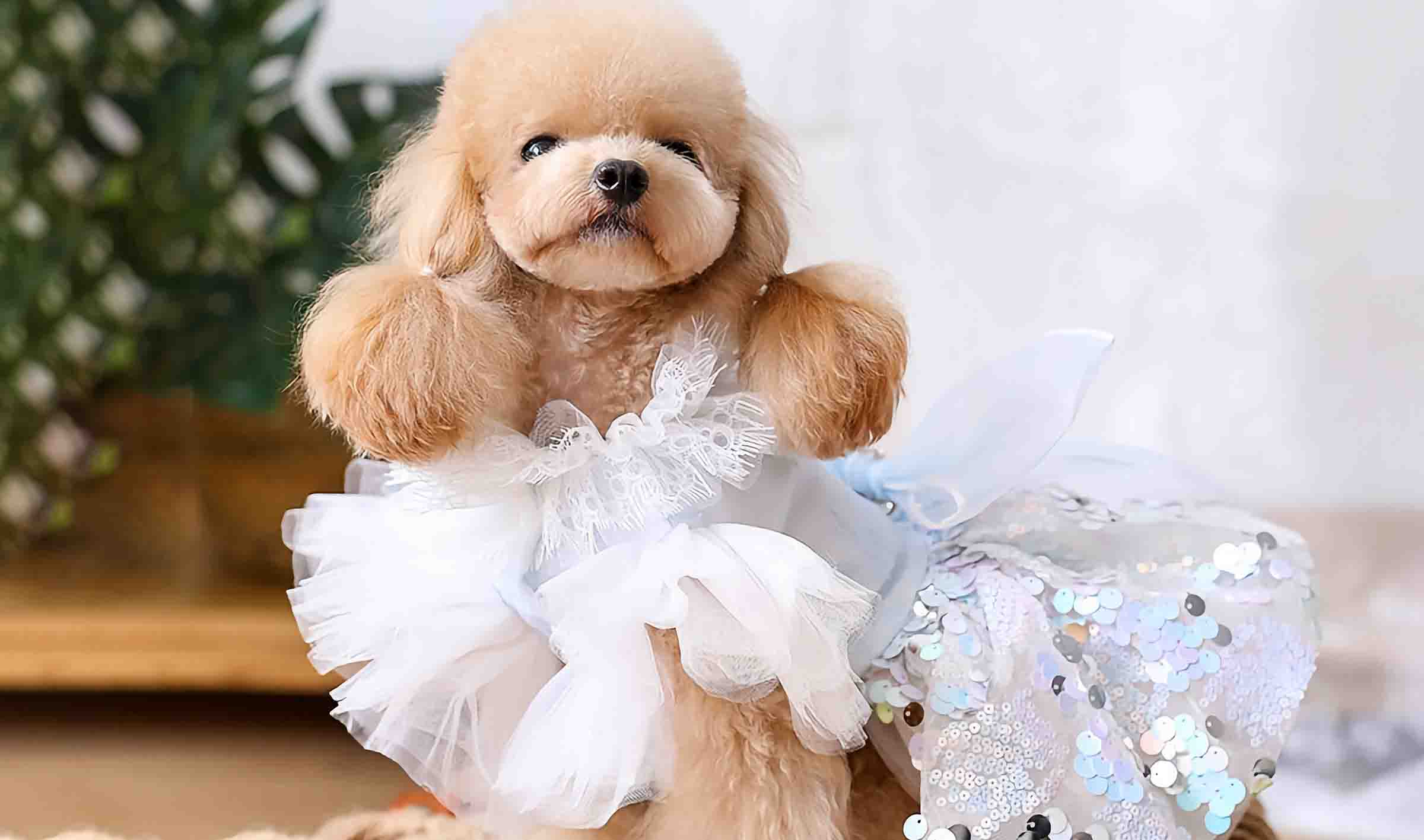 Dreamy Sequin Dog Wedding Dress - Luxury Dog Apparel – they made me wear it