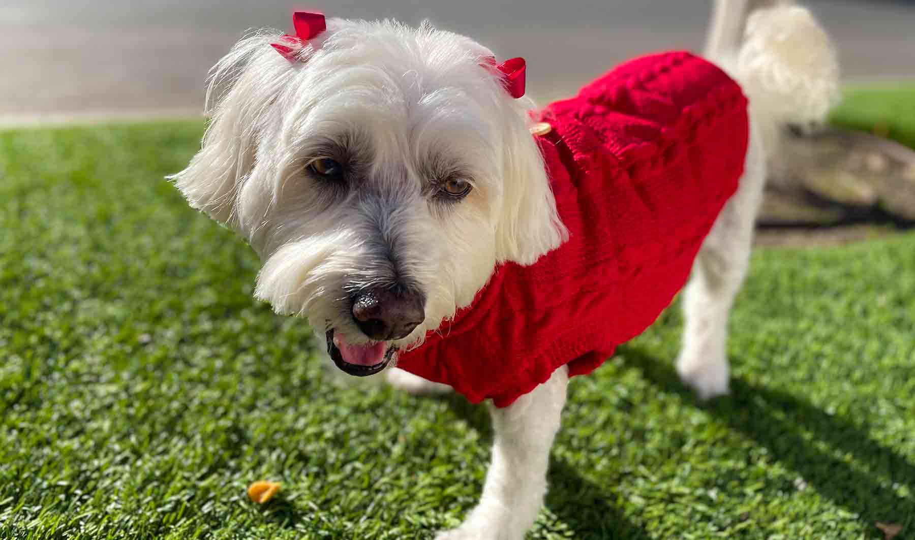 Willow, Bichon Frise, Maltese and Havanese mix, wearing Crimson Button Me Up Dog Sweater from online dog clothing store they made me wear it.