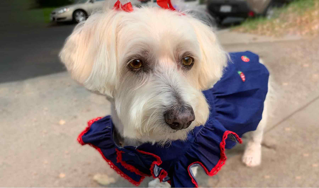 Willow, Bichon Frise, Maltese and Havanese, mix wearing the Strawberry Me Dog Dress from online clothing dog store they made me wear it.