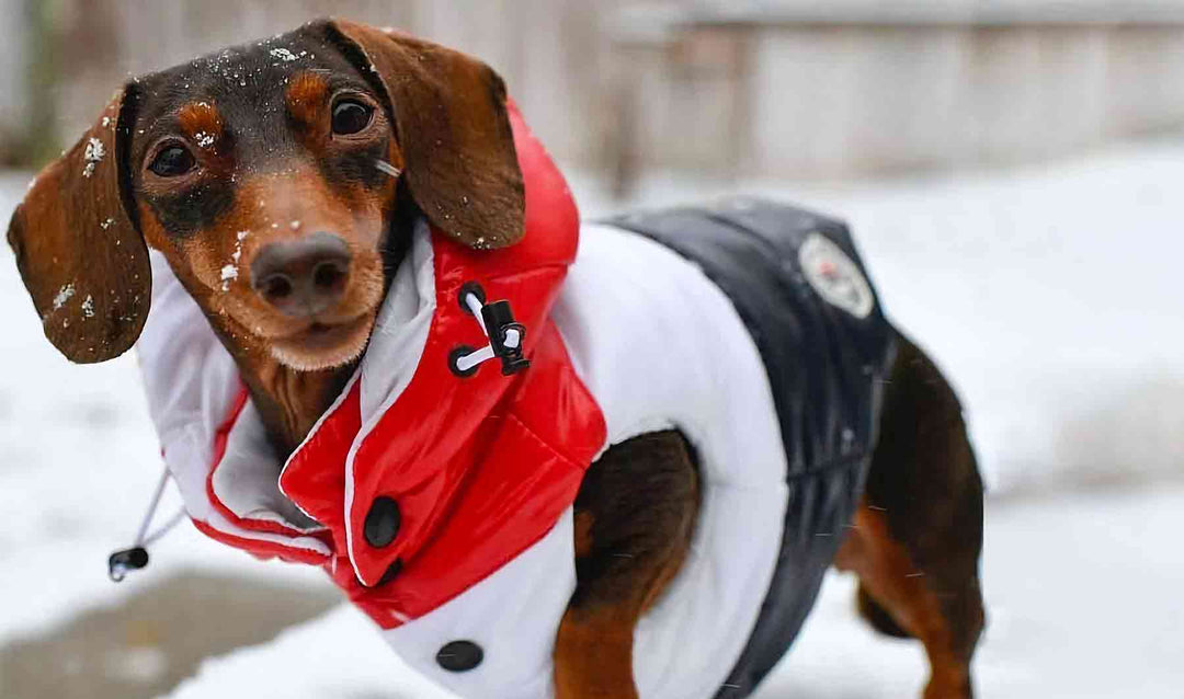 Dachshund wearing the Puffer Dog Jacket with detachable hood from online clothing dog store they made me wear it.