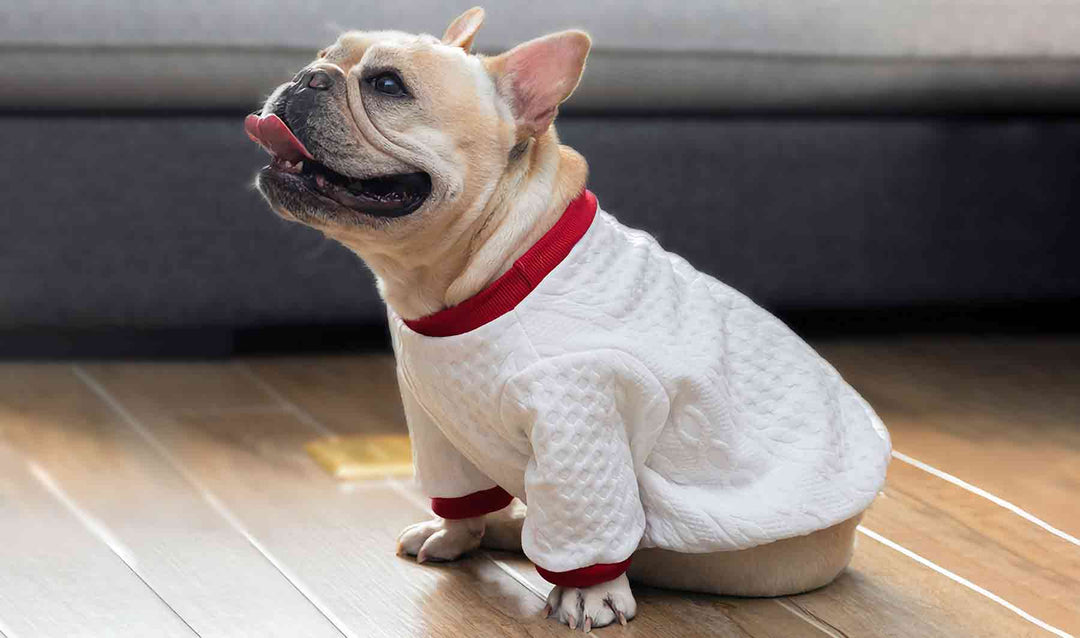 French Bulldog wearing the Chunky Cable-Knit Dog Sweater from online dog clothing store they made me wear it.