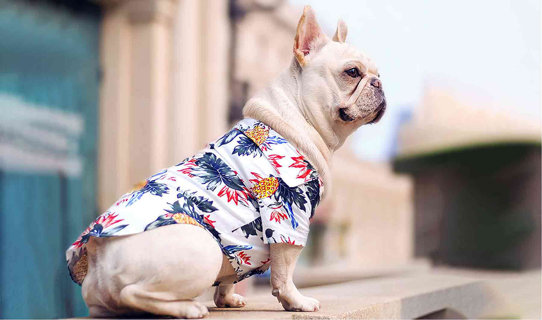 French Bulldog wearing the Hawaiian Dog Shirt from online dog clothing store they made me wear it.