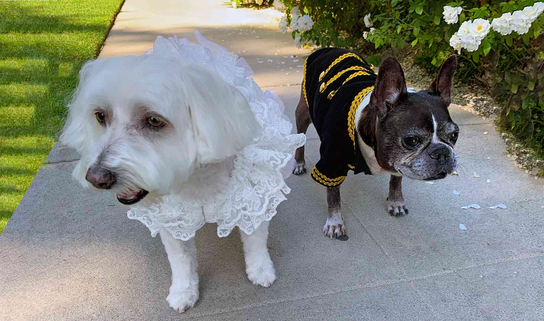 Willow (Havanese mix) and Dilla (French Bulldog and Boston Terrier mix) wearing their Sunday's Best: Vintage Elizabethan Dog Wedding Dress and Black & Gold Velvet Embroidered Tuxedo Jacket for Dogs from online dog clothing store they made me wear it.