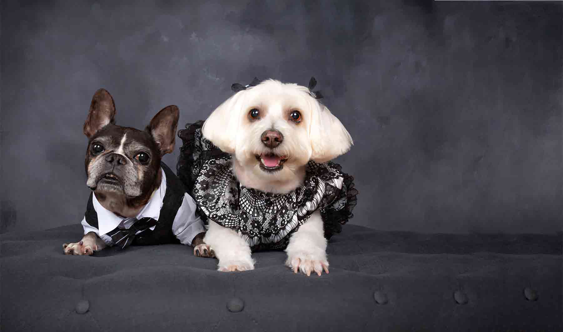 Meet our amazing pups Willow (Bichon Frise, Maltese and Havanese mix wearing our Elegant Black Lace Designer Dog Dress) and Dilla (French Bulldog and Boston Terrier mix wearing our 3-Piece Suit for Dogs). 