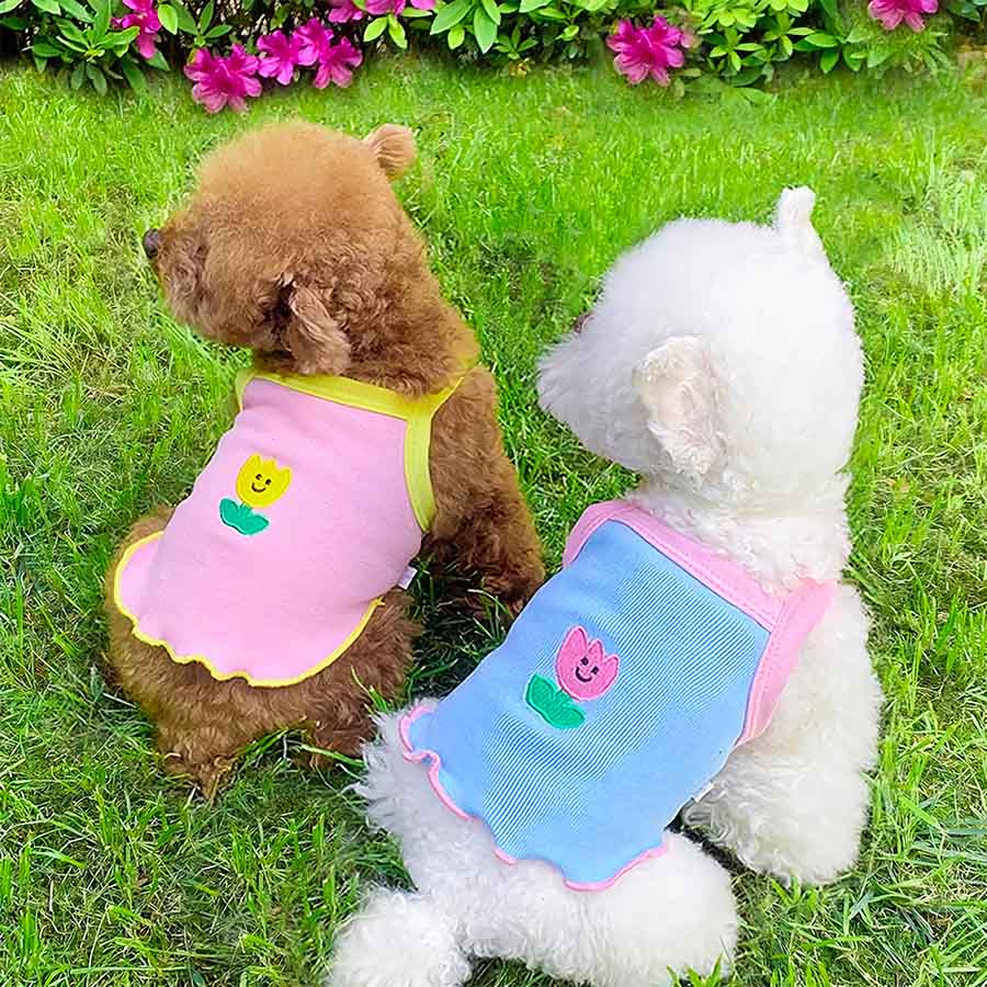Two adorable Bichon Frise sitting on the grass wearing the adorable Tulip Camisole for Dogs in Pink & Blue from online dog clothing store they made me wear it.