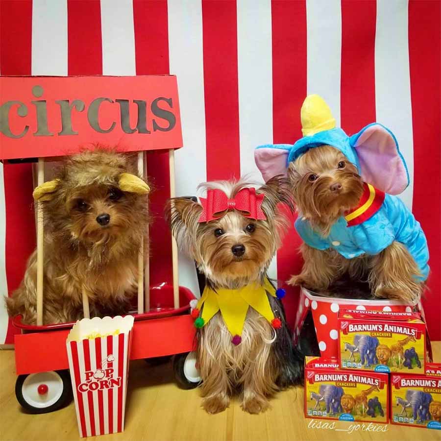 Adorable Yorkshire Terrier Instagram Pup Influencer Models (@3colorfulyorkies & @lisas_yorkies) ready for the circus. Wearing the Adorable Elephant Puppy Costume from online dog costume shop they made me wear it.