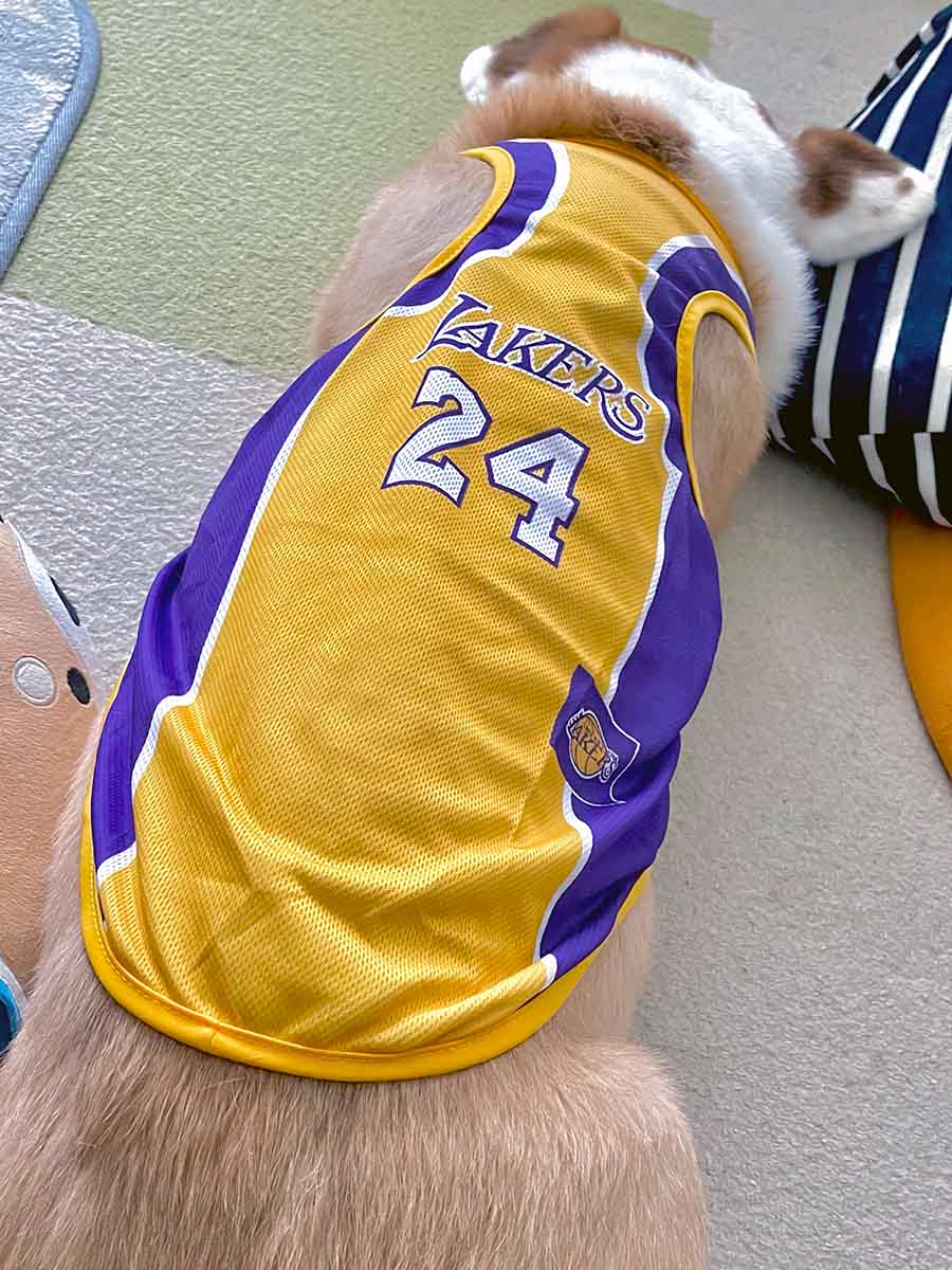 Australian Shepherd sitting down and wearing Los Angeles Lakers Jersey #24 from online dog clothing store they made me wear it.