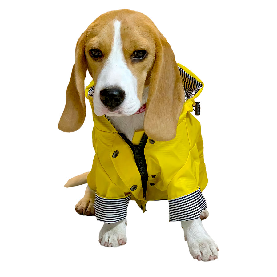 Bassett Hound Puppy sitting down, wearing the adorable Nautical Inspired Dog Raincoat from online dog clothing store they made me wear it.