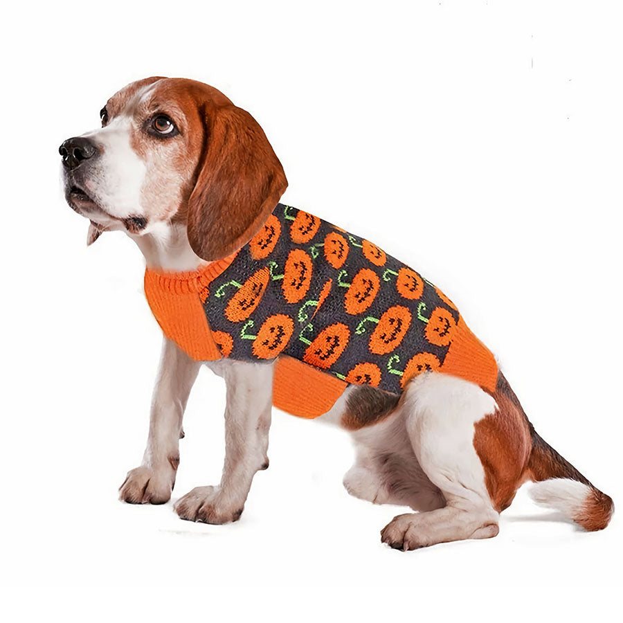 Beagle sitting down wearing the adorable Pumpkin Dog Sweater from online clothing store they made me wear it.