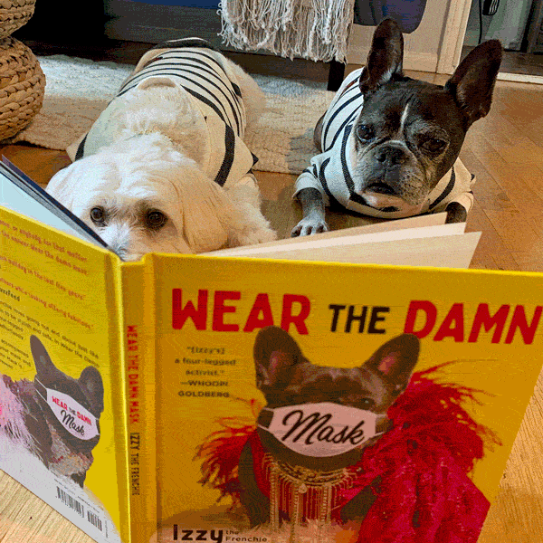 Dilla and Willow are reading Wear the Damn Mask by Izzy the Frenchie. The pair is twinning in their adorable Heartbeat Dog Sweater from online dog clothing store they made me wear it.