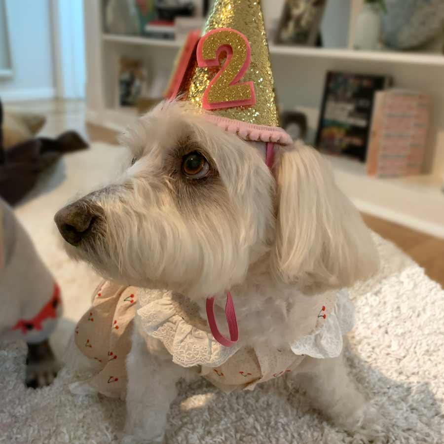 Willow, a Bichon Frise, Maltese and Havanese mix, celebrating her 12th birthday, wearing the Cream Cherry Print Dog Dress from online posh puppy boutique they made me wear it.