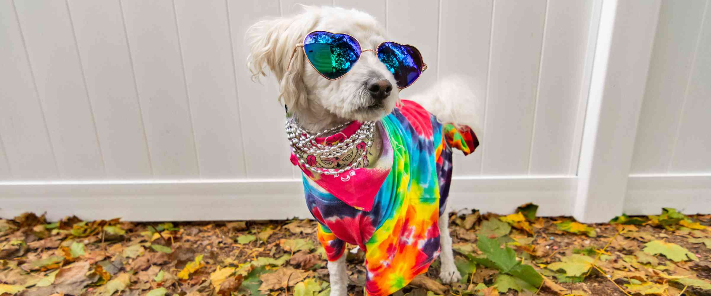 Bichon Frise and Maltese wearing a Tie Dye Shirt, Sunglasses and Chain accessories.
