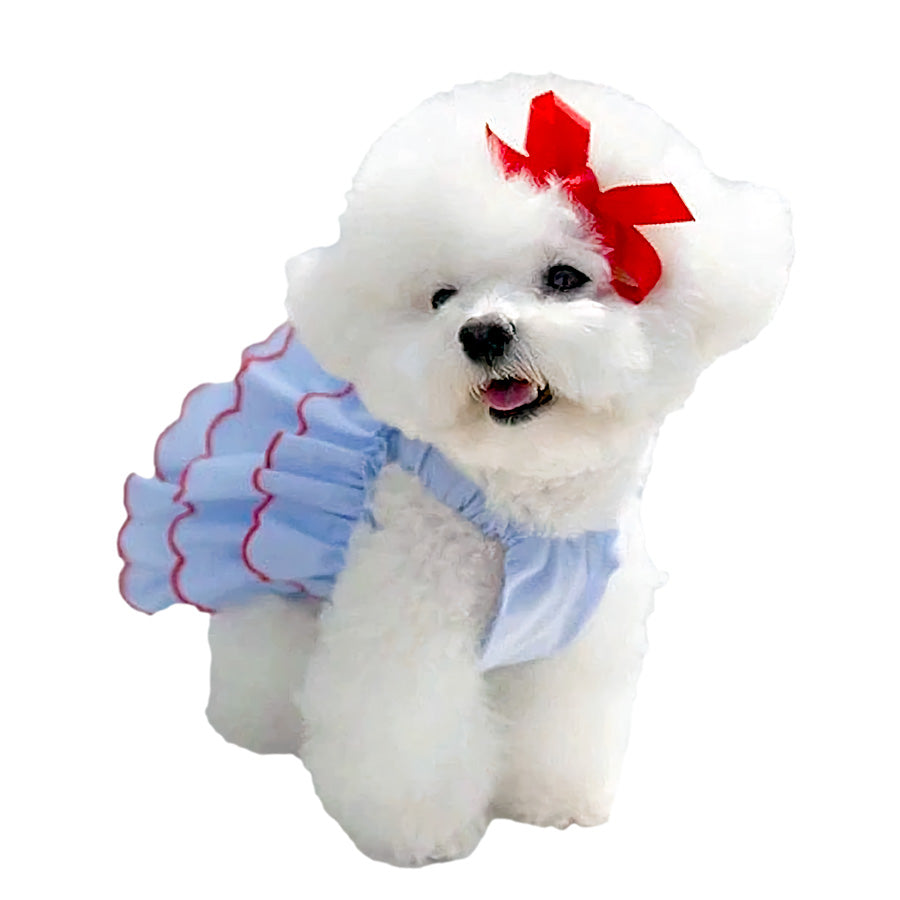 Bichon Frise sitting down and wearing the adorable Cake Layered Summer Dog Dress from online dog clothing store they made me wear it.