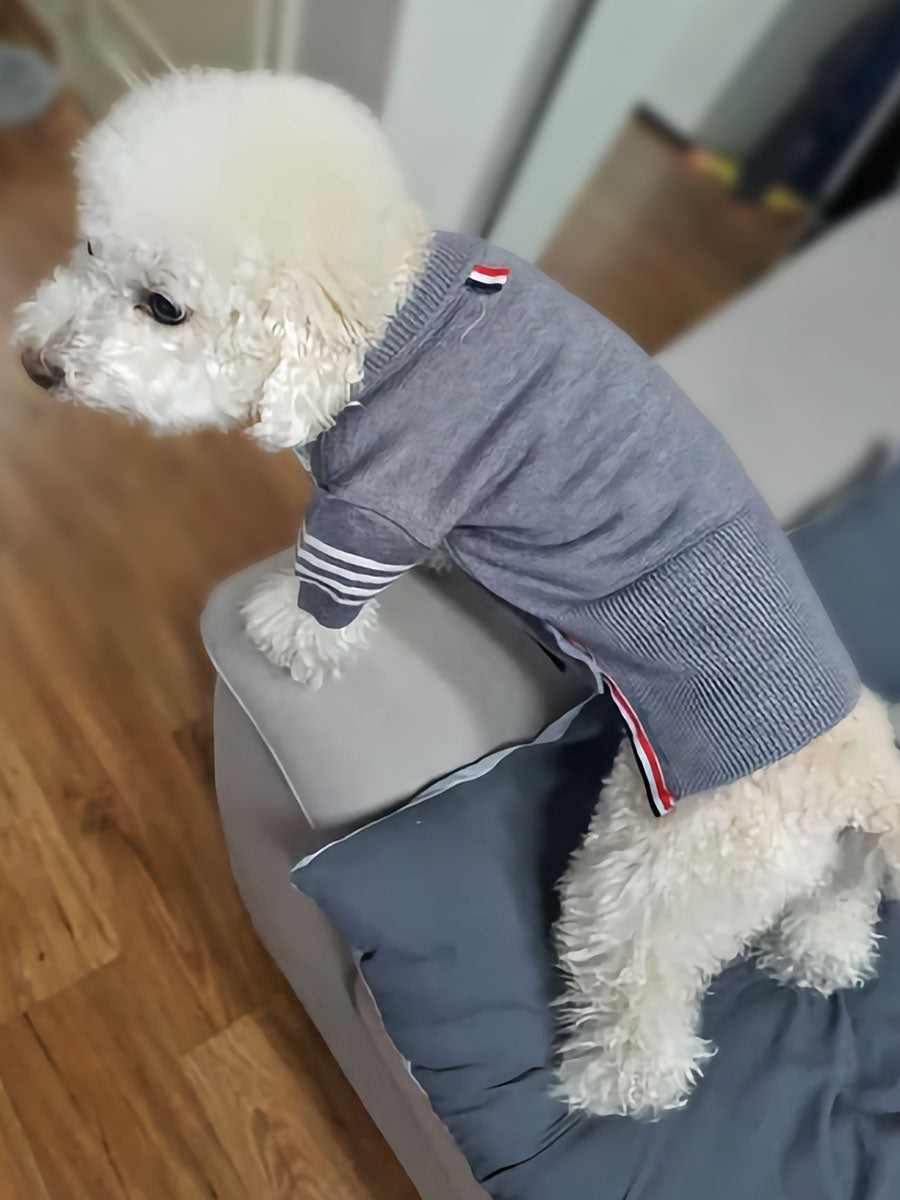 Bichon Frise standing on couch, showing off the back of the adorable English Cotton-Knit Dog Cardigan from online dog clothing store they made me wear it.