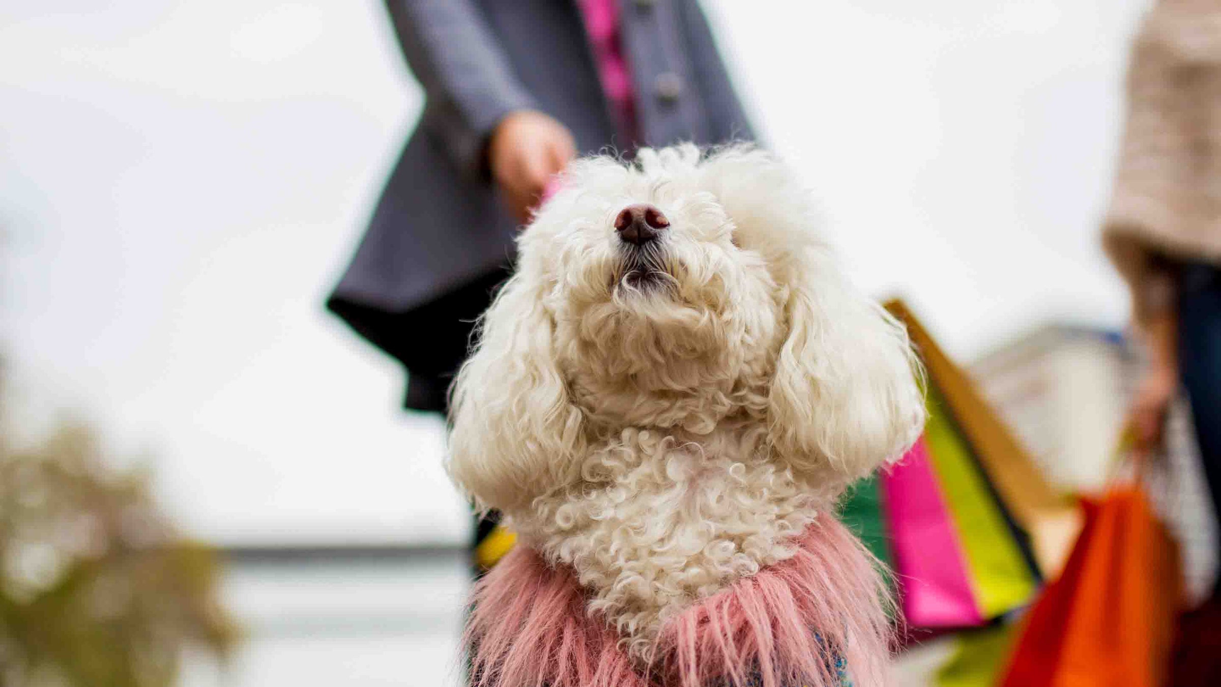Bichon Frise wearing a faux fur dog coat. You shop and we donate to Hope for Paws.