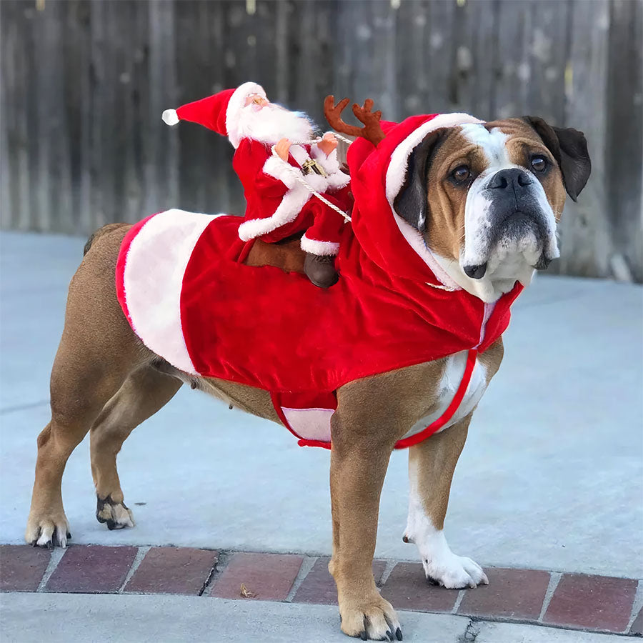 Boxer standing on the sidewalk, wearing the Festive Santa Paws Dog Costume from online dog clothing store they made me wear it.