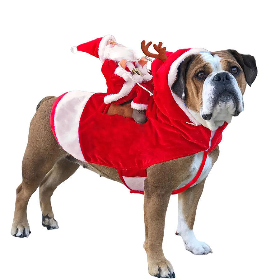 Boxer standing up and wearing the Festive Santa Paws Dog Costume from online dog clothing store they made me wear it. 