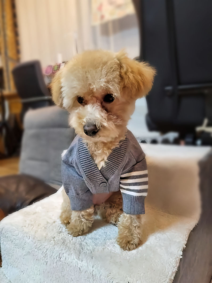 Bichon Frise sitting down, wearing adorable English Cotton-Knit Dog Cardigan from online dog clothing store they made me wear it.