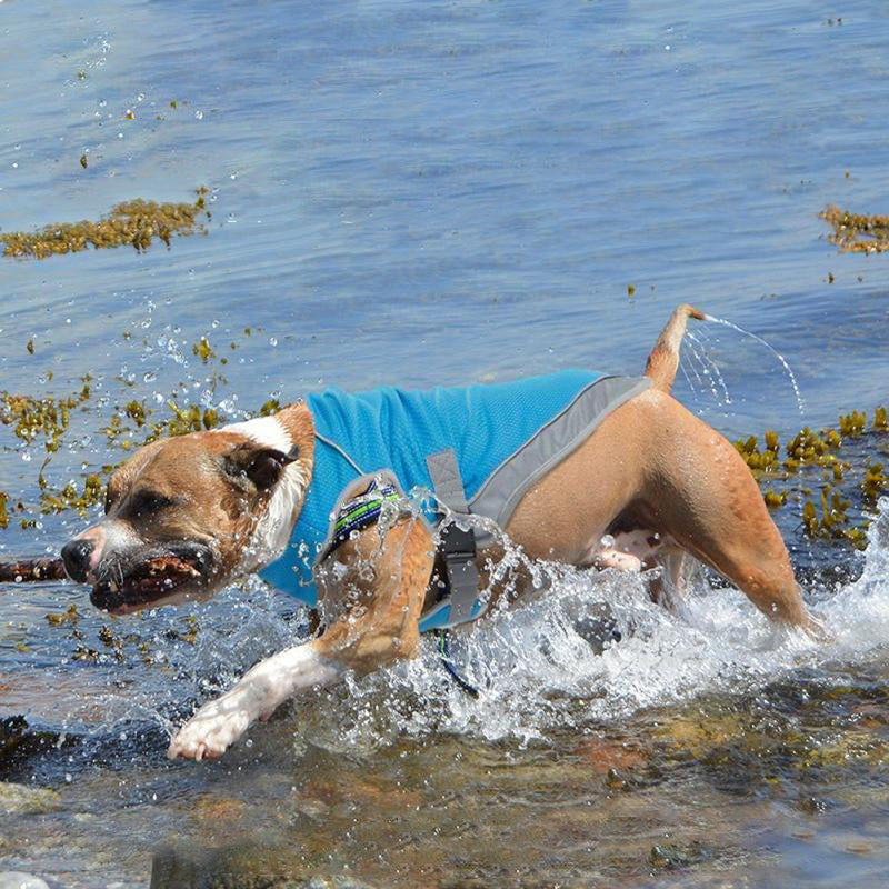 Pitbull splashing through the lake wearing the Ocean Blue Dog Cooling Vest from online dog clothing store they made me wear it.