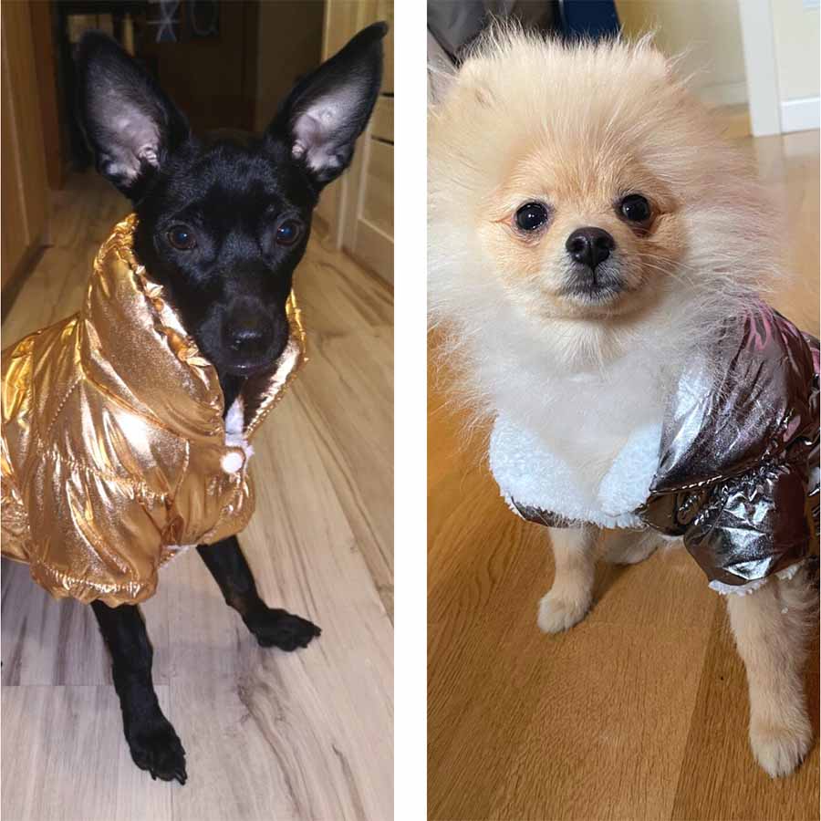 Chihuahua mix rocking the Metallic Bubble Dog Jacket in Electric Gold and a fluffy-haired Pomeranian mix sporting the Metallic Silver Bubble Dog Jacket from the online dog clothing store they made me wear it.