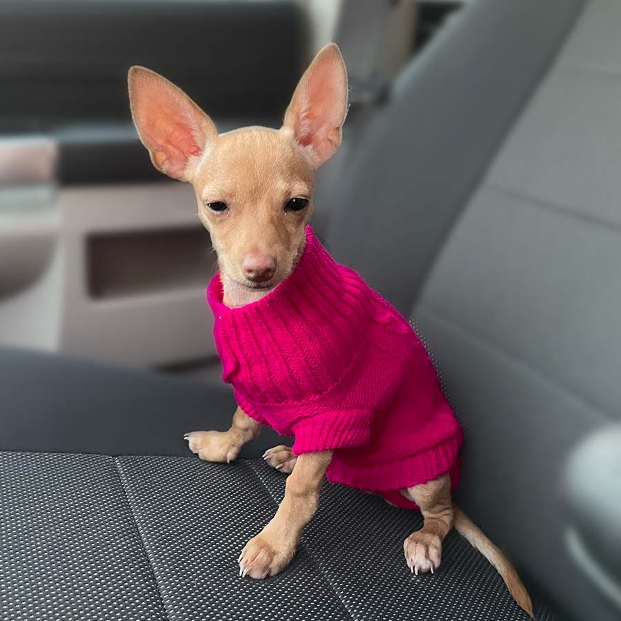 Chihuahua puppy sitting in a car wearing the Classic Dog Turtleneck in Deep Pink from online dog clothing store they made me wear it.