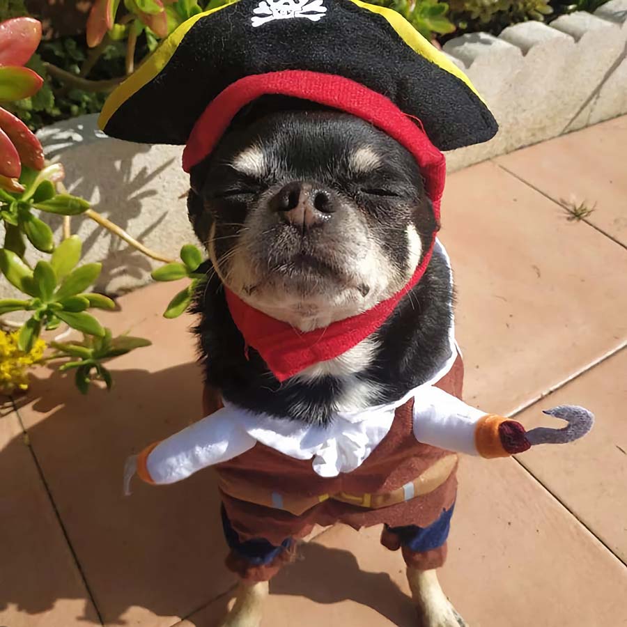 Chihuahua wearing awesome Pirate Dog Costume from online dog costume shop they made me wear it.