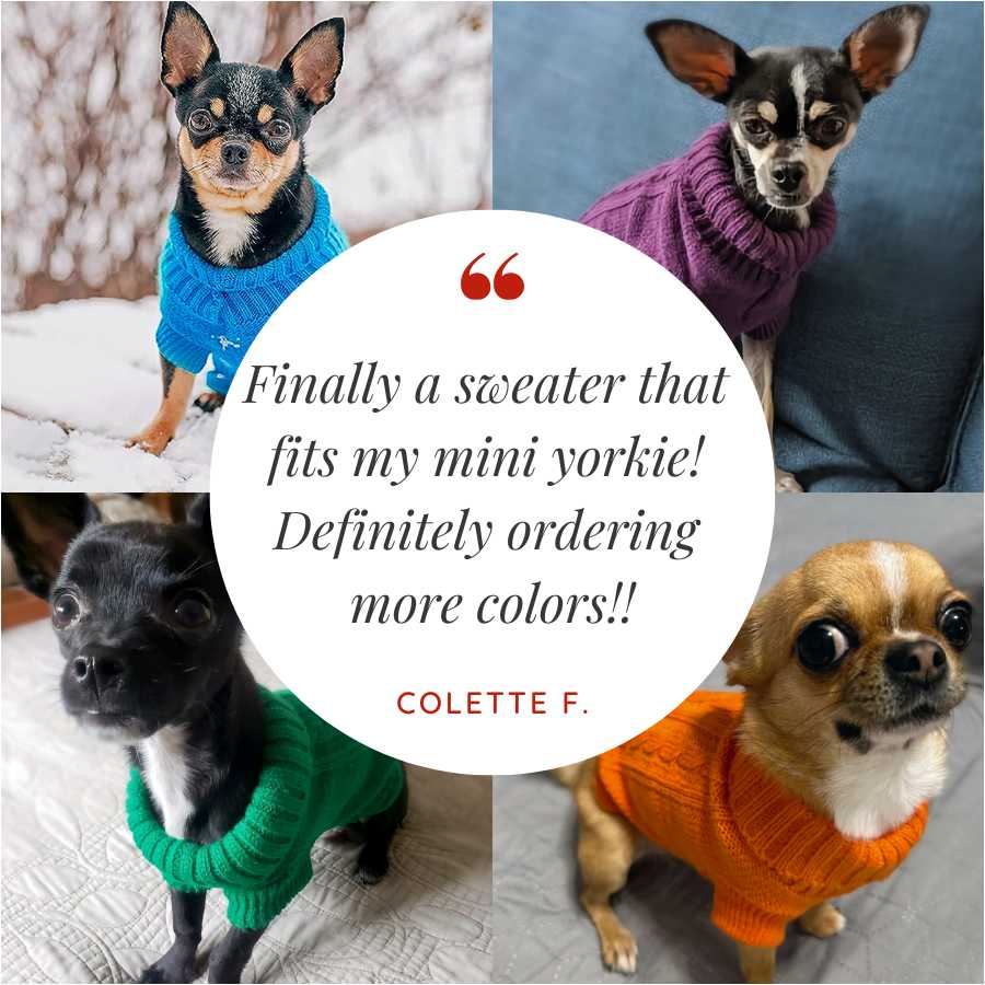 Customer review they made me wear it and Chihuahuas wearing the Classic Dog Turtleneck available in 8 different colors