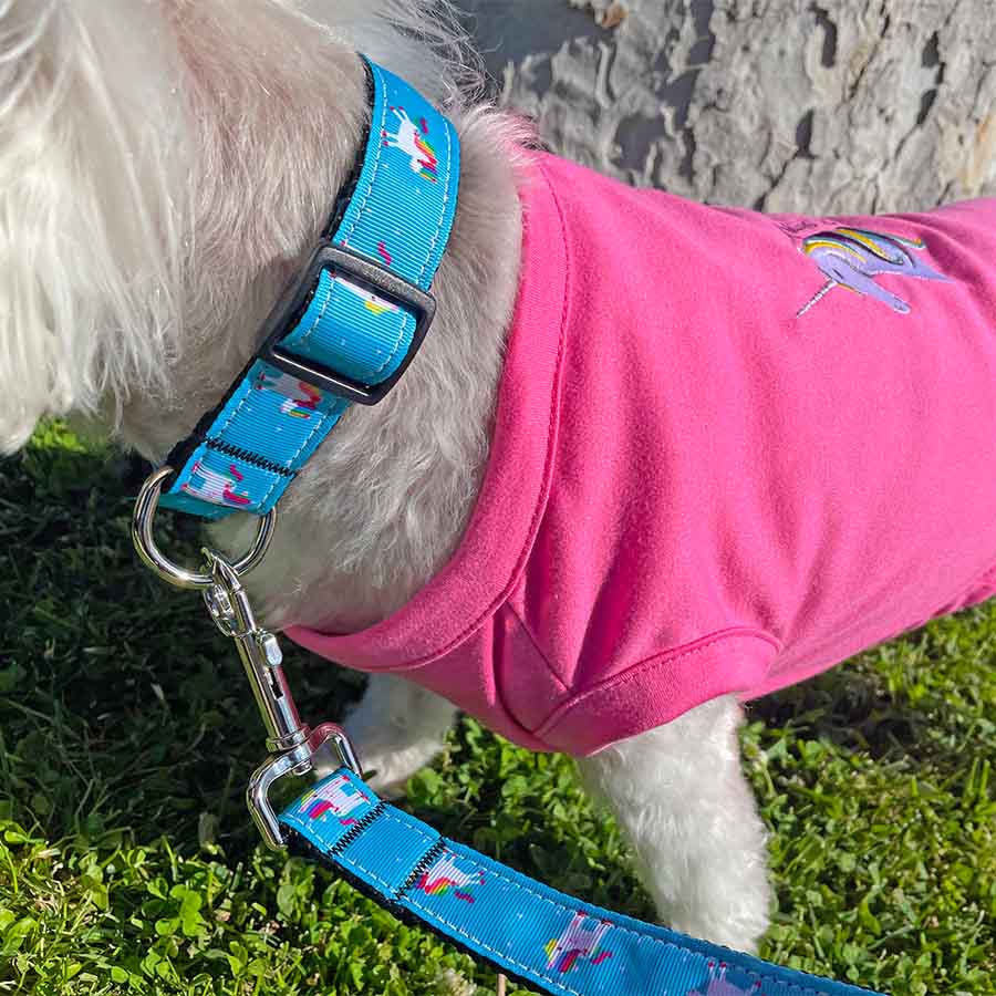 Willow, a Bichon Frise, Maltese and Havanese mix, wearing the adorable Hot Pink Embroidered Unicorns Rock Dog Tee and Blue Rose Unicorn Dog Collar & Leash Set from online dog clothing store they made me wear it.