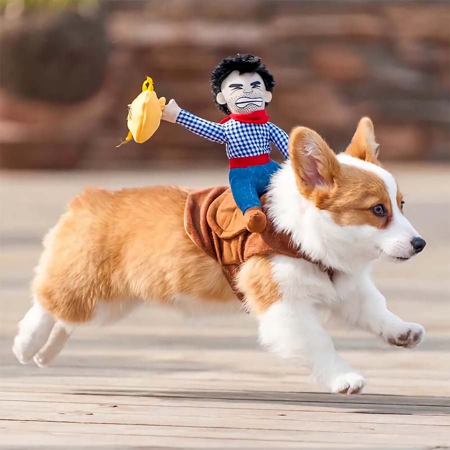 Corgi running wearing the Ride’ Em Cowboy Dog Costume from online dog costume shop they made me wear it.