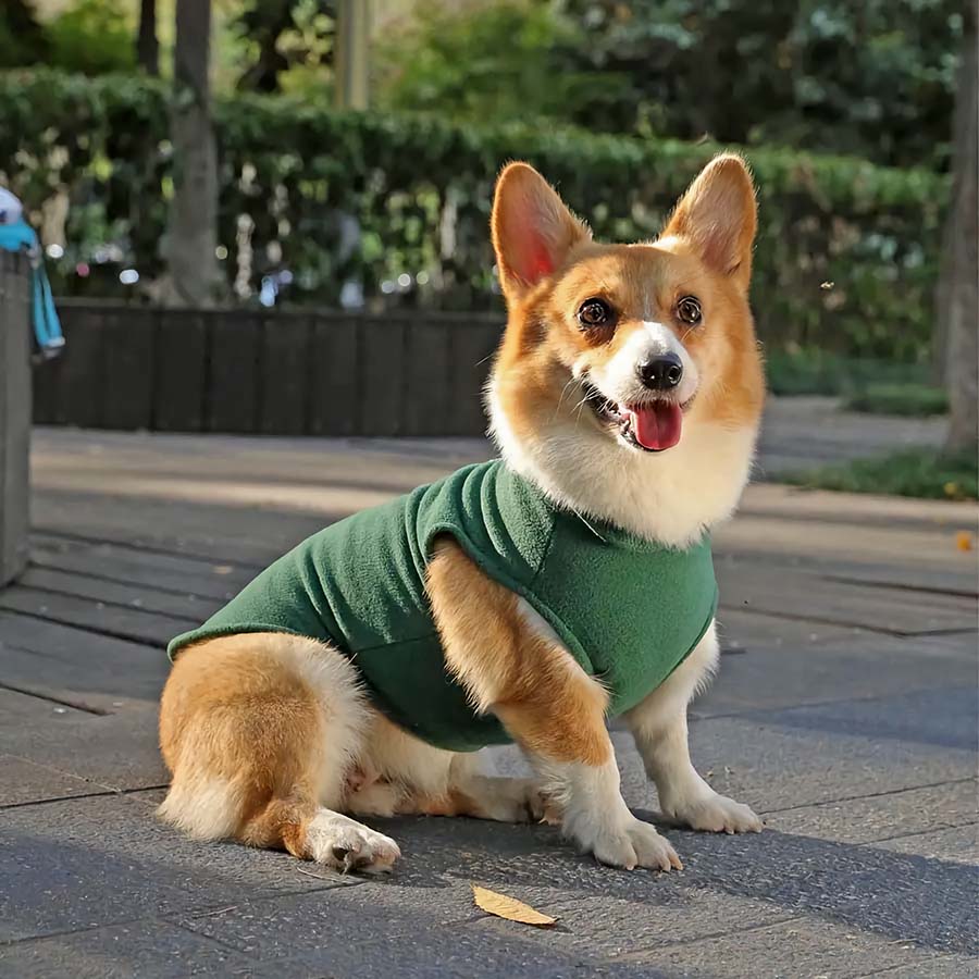 Corgi sitting down, in the middle of a park with tongue sticking out, wearing the Fido Fleece Jacket in Forest Green from online dog clothing store they made me wear it.